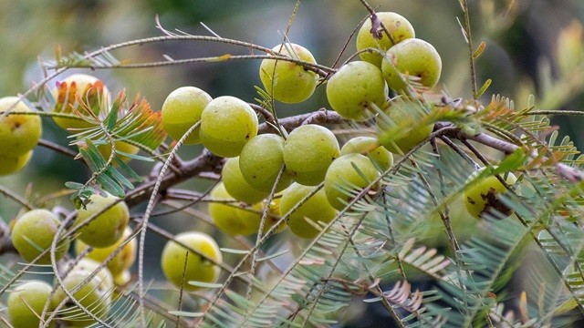 আমলকী খেলে কি চোখ ভালো থাকে?