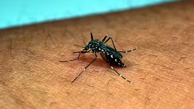 ডেঙ্গুতে আরও ২ জনের মৃত্যু