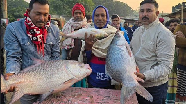 পদ্মার এক রুই ও কাতল বিক্রি হলো ৫৩ হাজার টাকায়